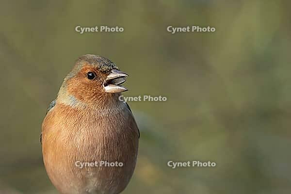 Eurasian chaffinch (Fringilla coelebs) adult male garden bird feeding on a sunflower seed, Suffolk, England, United Kingdom [IBR124476197]