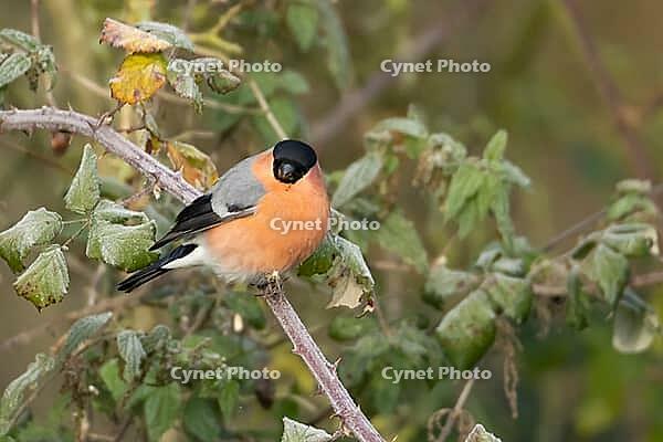 Eurasian bullfinch (Pyrrhula pyrrhula) adult male bird in a hedgerow in winter, Suffolk, England, United Kingdom [IBR124476198]