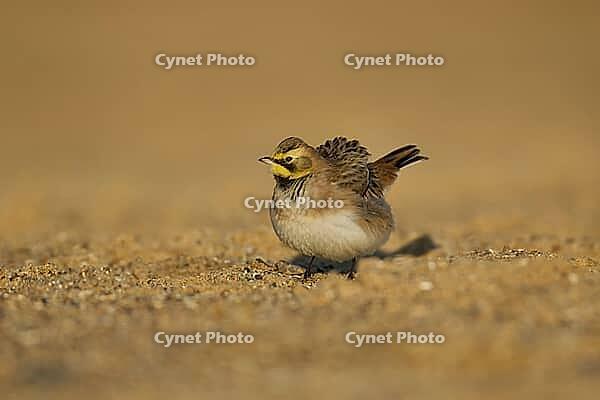 Shore lark or Horned lark (Eremophila alpestris) adult bird on a beach, Suffolk, England, United Kingdom [IBR124476199]