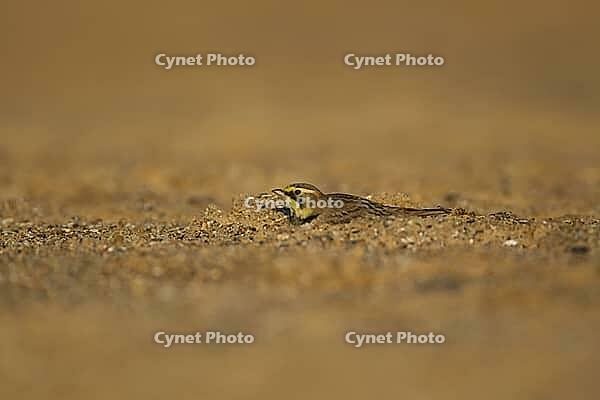 Shore lark or Horned lark (Eremophila alpestris) adult bird on a beach, Suffolk, England, United Kingdom [IBR124476200]