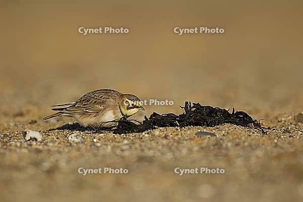 Shore lark or Horned lark (Eremophila alpestris) adult bird on a beach, Suffolk, England, United Kingdom [IBR124476201]