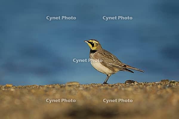 Shore lark or Horned lark (Eremophila alpestris) adult bird on a beach, Suffolk, England, United Kingdom [IBR124476202]
