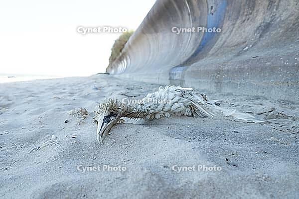 Northern gannet (Morus bassanus) adult seabird bird dead on a beach, Suffolk, England, United Kingdom [IBR124476204]