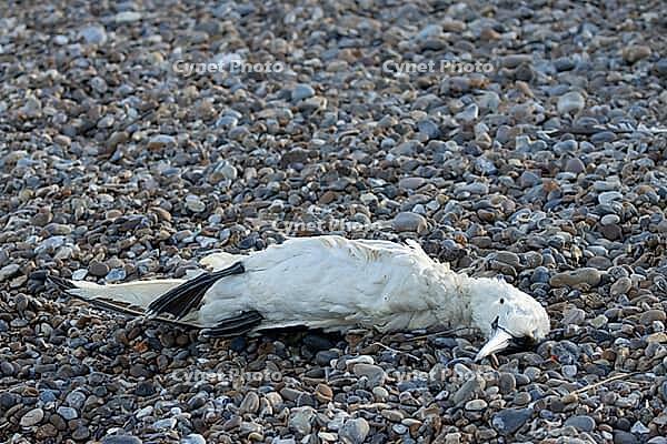 Northern gannet (Morus bassanus) adult seabird bird dead on a beach, Suffolk, England, United Kingdom [IBR124476205]