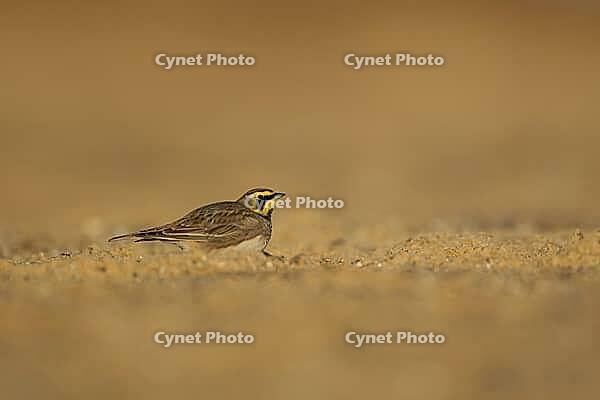 Shore lark or Horned lark (Eremophila alpestris) adult bird on a beach, Suffolk, England, United Kingdom [IBR124476206]