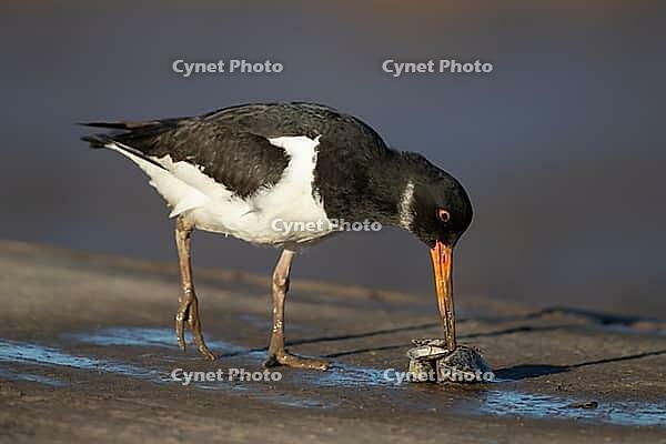 Eurasian oystercatcher (Haematopus ostralegus) adult wading bird feeding on a mussel shell on a harbour jetty, Norfolk, England, United Kingdom [IBR124476207]