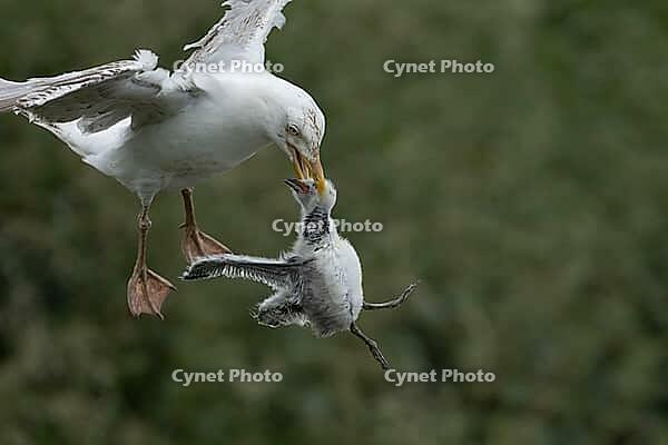 Herring gull (Larus argentatus) adult seagull bird with a Kittiwake (Rissa tridactyla) juvenile baby bird in its beak for food, RSPB Bempton cliffs nature reserve, Yorkshire, England, United Kingdom [IBR124476208]