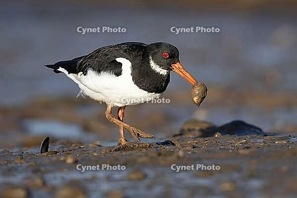 Eurasian oystercatcher (Haematopus ostralegus) adult wading bird carrying a mussel shell for food in its beak on a mudflat, Norfolk, England, United Kingdom [IBR124476209]