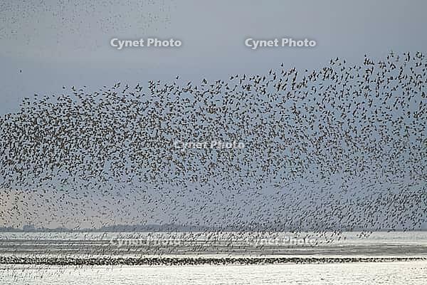 Red knot (Calidris canutus) adult wading birds flying in a large flock at high tide at sunset, RSPB Snettisham nature reserve, Norfolk, England, United Kingdom [IBR124476210]