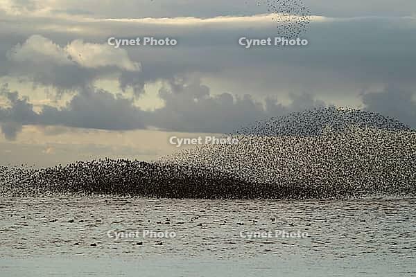 Red knot (Calidris canutus) adult wading birds flying in a large flock at high tide at sunset, RSPB Snettisham nature reserve, Norfolk, England, United Kingdom [IBR124476211]