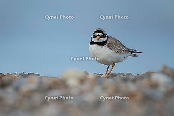 Ringed plover (Charadrius hiaticula) adult wading bird on a shingle beach, Suffolk, England, United Kingdom [IBR124476212]