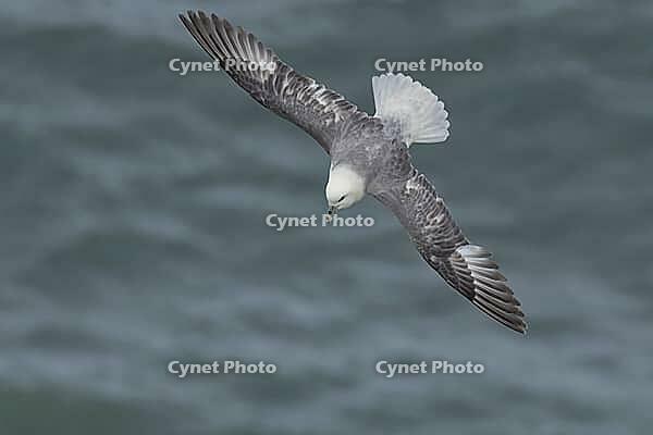 Northern fulmar (Fulmarus glacialis) adult seabird bird in flight, RSPB Bempton cliffs nature reserve, Yorkshire, England, United Kingdom [IBR124476213]