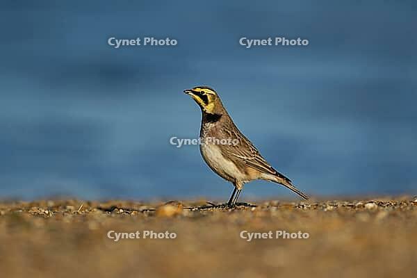 Shore lark or Horned lark (Eremophila alpestris) adult bird on a beach, Suffolk, England, United Kingdom [IBR124476214]