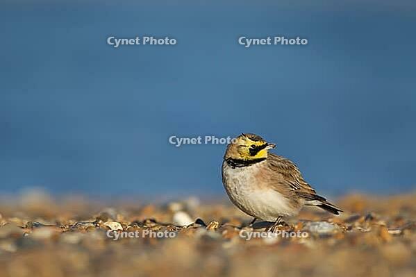 Shore lark or Horned lark (Eremophila alpestris) adult bird on a beach, Suffolk, England, United Kingdom [IBR124476217]