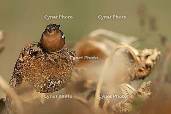 Eurasian chaffinch (Fringilla coelebs) adult male garden bird on a sunflower seedhead in a wildflower area in winter, England, United Kingdom [IBR124476218]