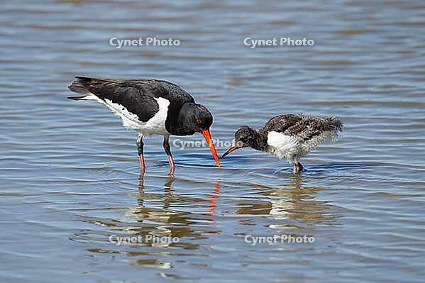 Eurasian oystercatcher (Haematopus ostralegus) adult parent wading bird and juvenile baby chick in a shallow lagoon in summer, RSPB Minsmere nature reserve, Suffolk, England, United Kingdom [IBR124476219]