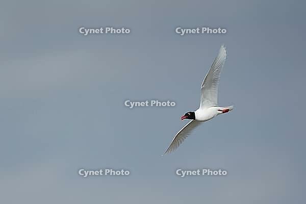 Mediterranean gull (Ichthyaetus melanocephalus) adult seagull bird in flight, England, United Kingdom [IBR124476220]