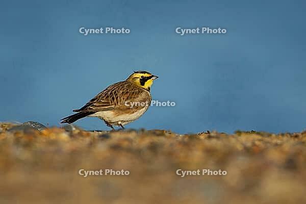 Shore lark or Horned lark (Eremophila alpestris) adult bird on a beach, Suffolk, England, United Kingdom [IBR124476222]