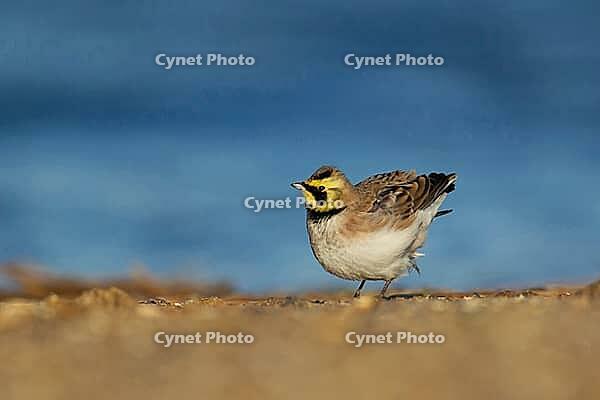 Shore lark or Horned lark (Eremophila alpestris) adult bird on a beach, Suffolk, England, United Kingdom [IBR124476223]