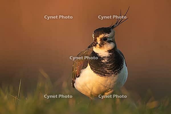 Northern Lapwing (Vanellus vanellus) adult wading bird in grassland, England, United Kingdom [IBR124476224]