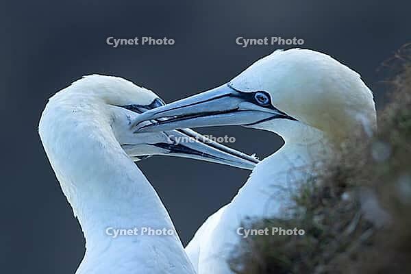 Northern gannet (Morus bassanus) two adult seabird birds preening each other during their love courtship display on a cliff in summer, RSPB Bempton cliffs nature reserve, Yorkshire, England, United Kingdom [IBR124476225]