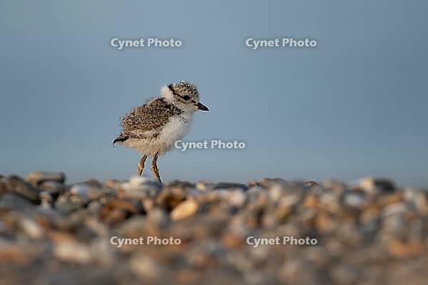 Ringed plover (Charadrius hiaticula) juvenile baby chick wading bird on a shingle beach in summer, Suffolk, England, United Kingdom [IBR124476226]