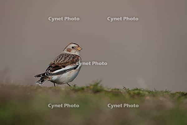 Snow bunting (Plectrophenax nivalis) adult bird on a coastal grassland in winter, Norfolk, England, United Kingdom [IBR124476227]