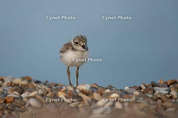 Ringed plover (Charadrius hiaticula) juvenile baby chick wading bird on a shingle beach in summer, Suffolk, England, United Kingdom [IBR124476229]