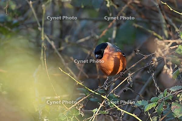 Eurasian bullfinch (Pyrrhula pyrrhula) adult male bird in a hedgerow in winter, Suffolk, England, United Kingdom [IBR124476230]