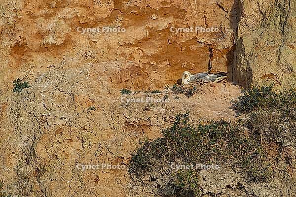 Northern Fulmar (Fulmarus glacialis) adult seabird bird sleeping on a cliff in summer, Norfolk, England, United Kingdom [IBR124476231]