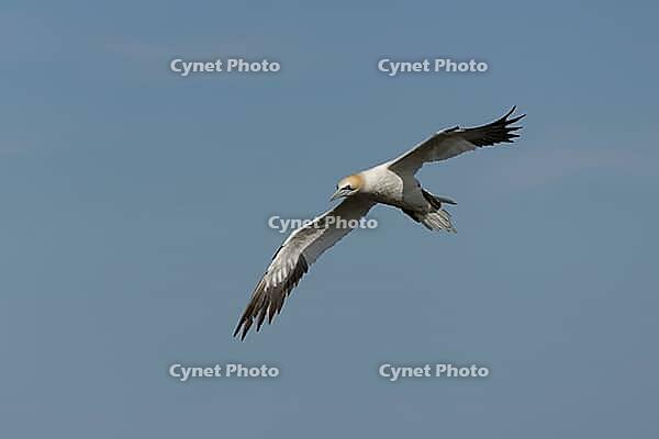 Northern gannet (Morus bassanus) adult seabird bird flying in summer, RSPB Bempton cliffs nature reserve, Yorkshire, England, United Kingdom [IBR124476233]