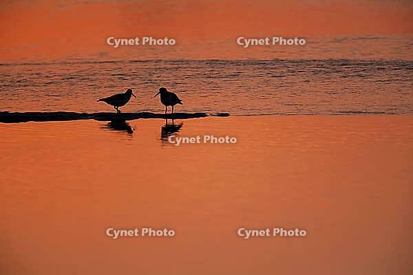 Eurasian oystercatcher (Haematopus ostralegus) two adult wading birds in a shallow lagoon silhouette at sunset, Norfolk, England, United Kingdom [IBR124476234]