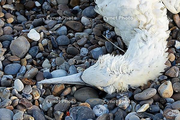 Northern gannet (Morus bassanus) adult seabird bird dead on a beach, Suffolk, England, United Kingdom [IBR124476235]