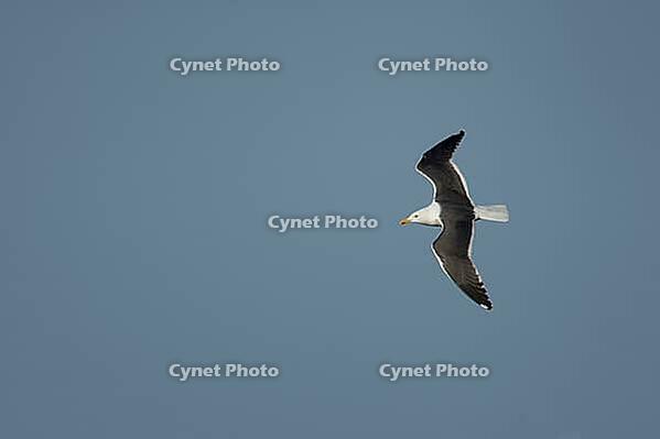 Lesser black-backed gull (Larus fuscus) adult seagull bird in flight, Suffolk, England, United Kingdom [IBR124476236]