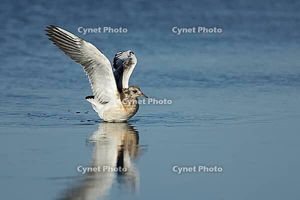 Black headed gull (Chroicocephalus ridibundus) juvenile seagull bird stretching its wings in a shallow lagoon, RSPB Minsmere nature reserve, Suffolk, England, United Kingdom [IBR124476237]