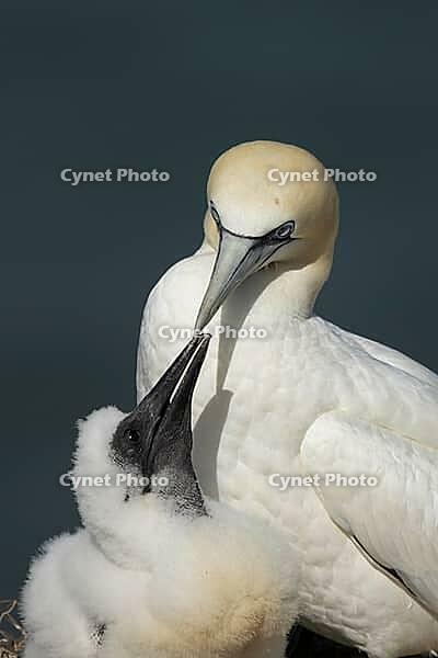 Northern gannet (Morus bassanus) adult seabird bird and juvenile baby chick on a nest on a cliff in summer, RSPB Bempton cliffs nature reserve, Yorkshire, England, United Kingdom [IBR124476238]