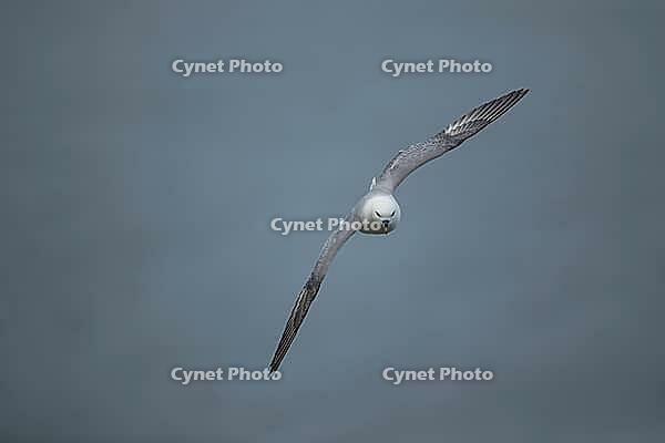 Northern fulmar (Fulmarus glacialis) adult seabird bird in flight, RSPB Bempton cliffs nature reserve, Yorkshire, England, United Kingdom [IBR124476239]