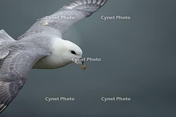 Northern fulmar (Fulmarus glacialis) adult seabird bird in flight, RSPB Bempton cliffs nature reserve, Yorkshire, England, United Kingdom [IBR124476240]