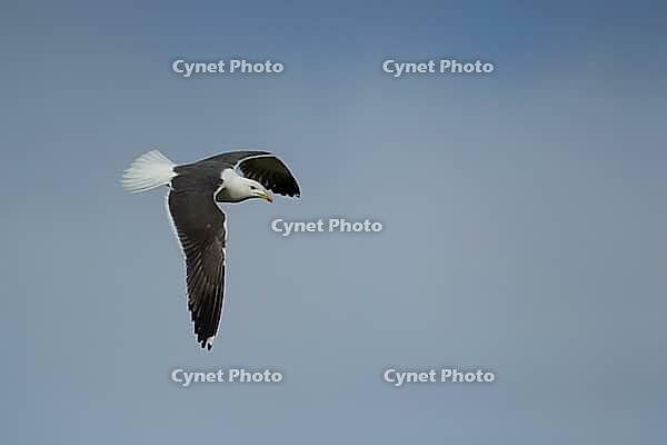 Lesser black-backed gull (Larus fuscus) adult seagull bird in flight, Suffolk, England, United Kingdom [IBR124476242]