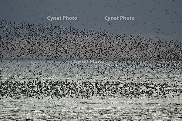 Red knot (Calidris canutus) adult wading birds flying in a large flock at high tide at sunset, RSPB Snettisham nature reserve, Norfolk, England, United Kingdom [IBR124476243]