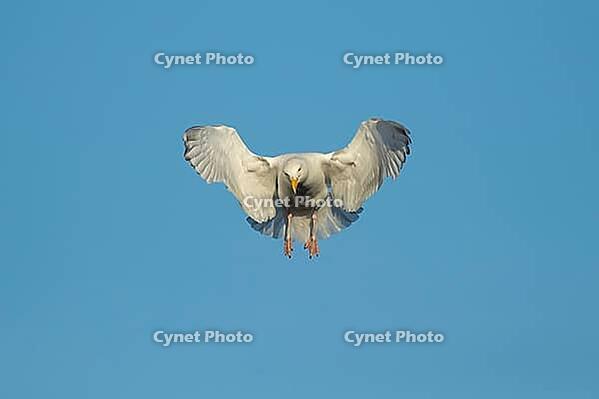 Herring gull (Larus argentatus) adult seagull bird hovering in flight, England, United Kingdom [IBR124476245]
