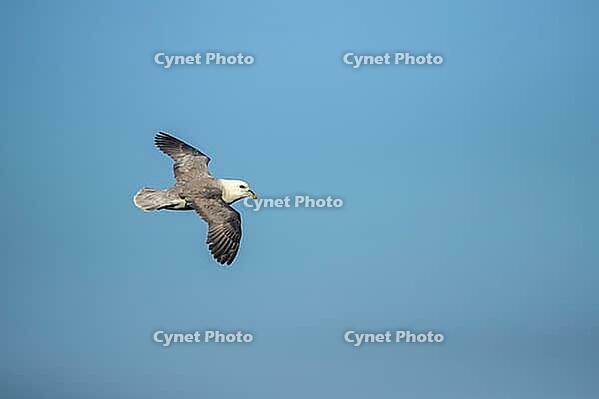 Northern fulmar (Fulmarus glacialis) adult seabird bird in flight, RSPB Bempton cliffs nature reserve, Yorkshire, England, United Kingdom [IBR124476250]