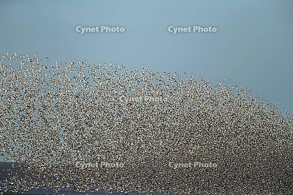Red knot (Calidris canutus) adult wading birds flying in a large flock at high tide, RSPB Snettisham nature reserve, Norfolk, England, United Kingdom [IBR124476251]