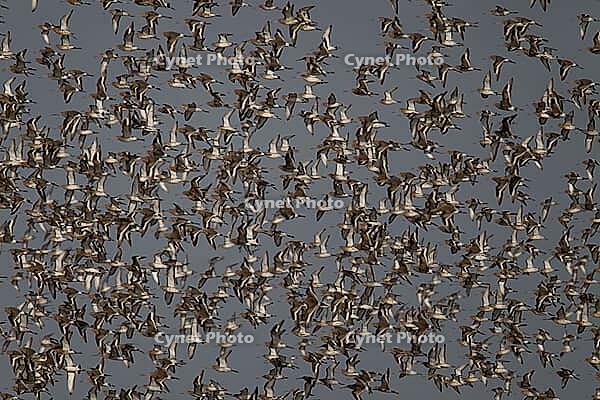 Black tailed godwit (Limosa limosa) adult wading birds in flight in a flock, England, United Kingdom [IBR124476252]