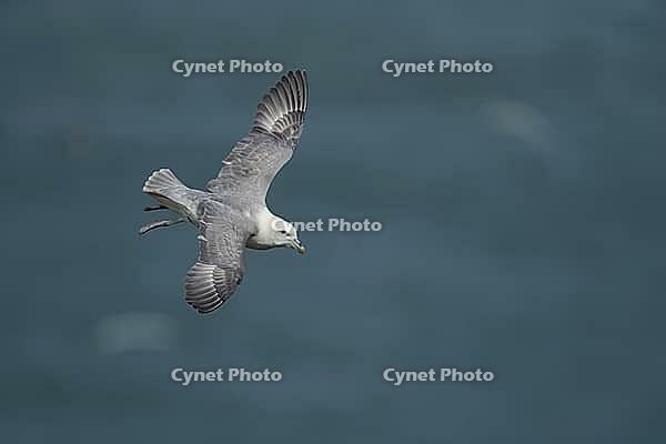 Northern fulmar (Fulmarus glacialis) adult seabird bird in flight, RSPB Bempton cliffs nature reserve, Yorkshire, England, United Kingdom [IBR124476254]