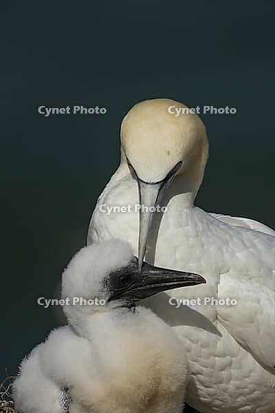 Northern gannet (Morus bassanus) adult seabird bird and juvenile baby chick on a nest on a cliff in summer, RSPB Bempton cliffs nature reserve, Yorkshire, England, United Kingdom [IBR124476255]