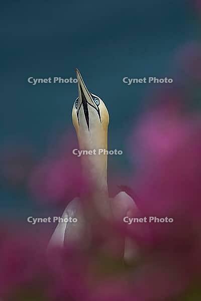 Northern gannet (Morus bassanus) adult seabird bird amongst red campion flowers on a cliff top in summer, RSPB Bempton cliffs nature reserve, Yorkshire, England, United Kingdom [IBR124476256]