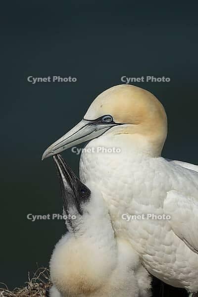 Northern gannet (Morus bassanus) adult seabird bird and juvenile baby chick on a nest on a cliff in summer, RSPB Bempton cliffs nature reserve, Yorkshire, England, United Kingdom [IBR124476257]