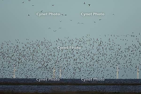 Red knot (Calidris canutus) adult wading birds in flight with wind turbines of an off shore windfarm in the background, Norfolk, England, United Kingdom [IBR124476258]