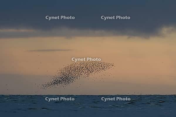 Red knot (Calidris canutus) adult wading birds flying in a large flock at high tide at sunset, RSPB Snettisham nature reserve, Norfolk, England, United Kingdom [IBR124476259]
